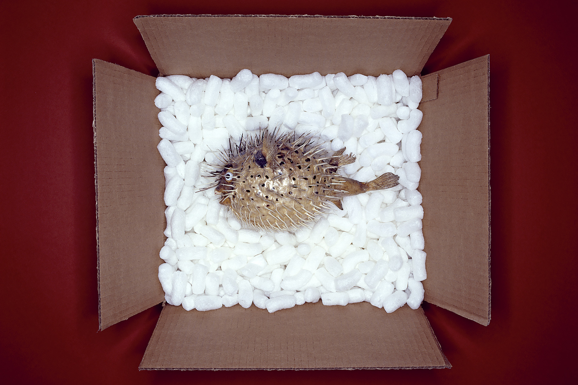 BlowFishBox