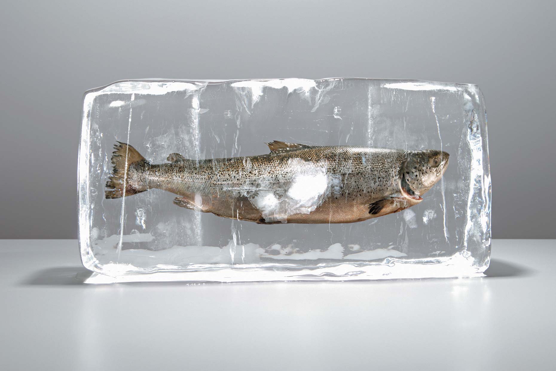 Frozen Fish in Ice