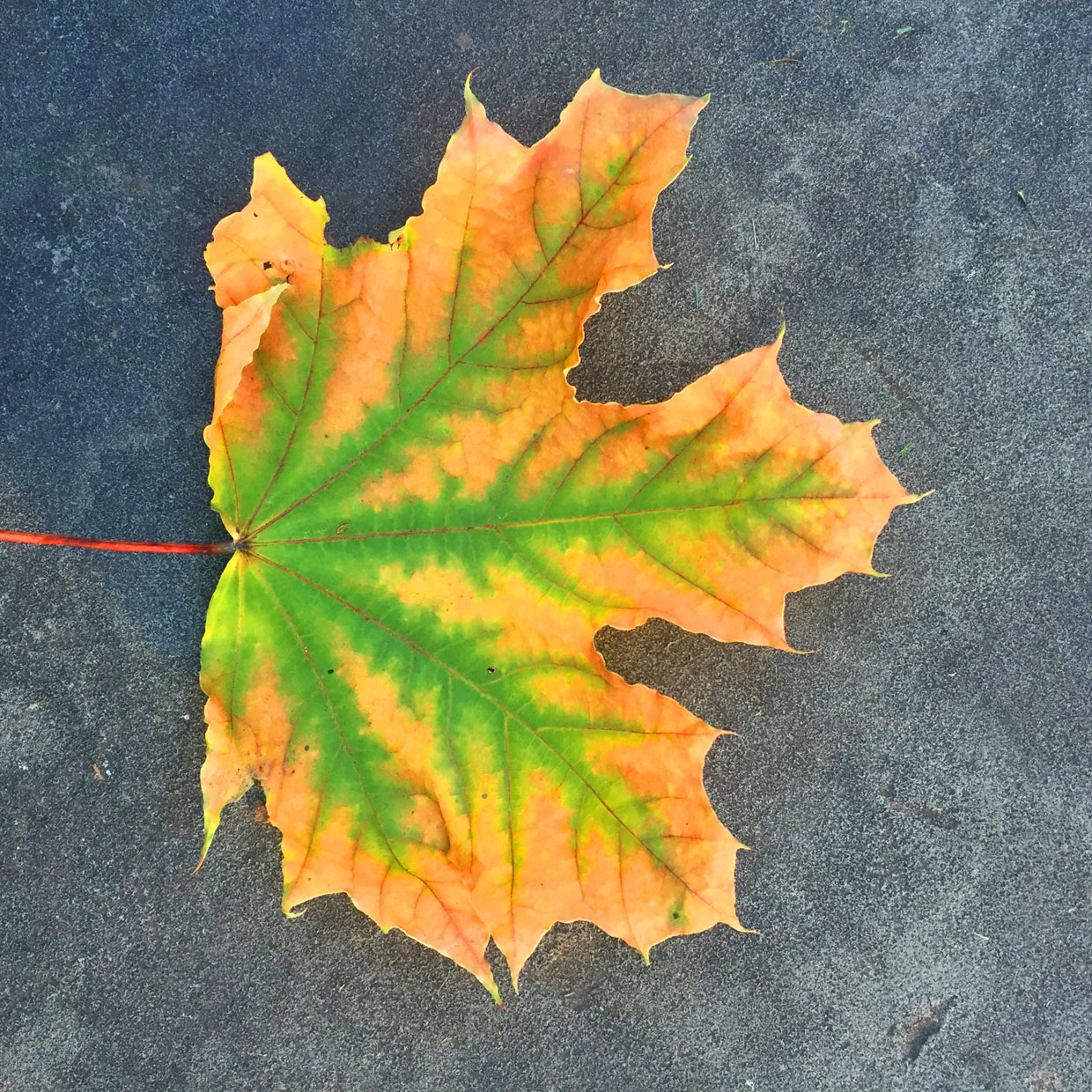 Maple leaf
