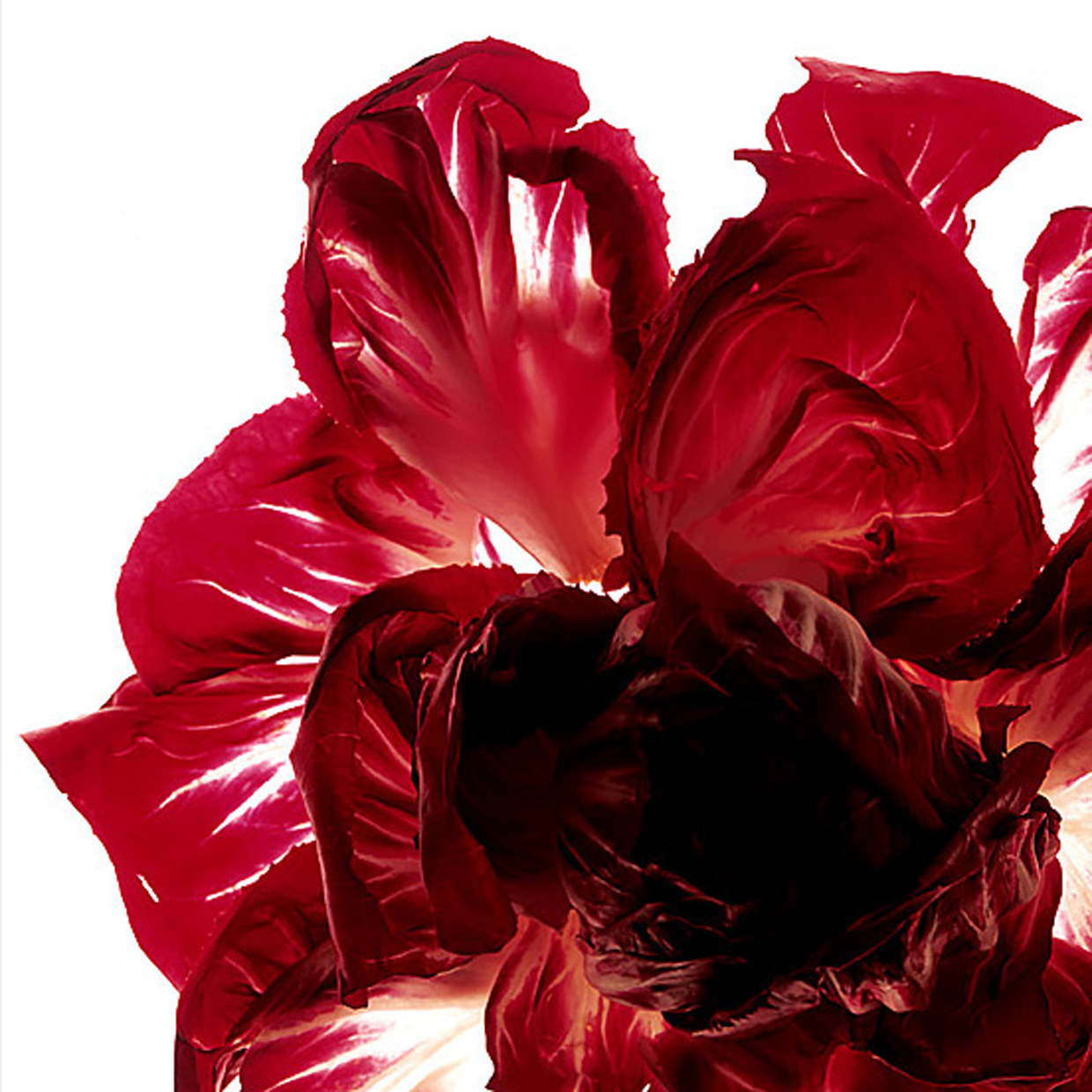 radicchio1